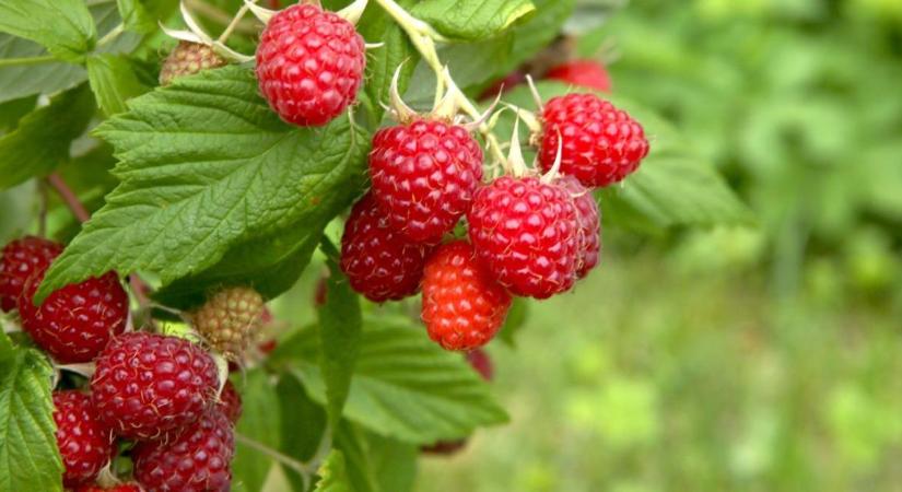 A málna metszésének időzítése a termés mennyiségét is befolyásolhatja