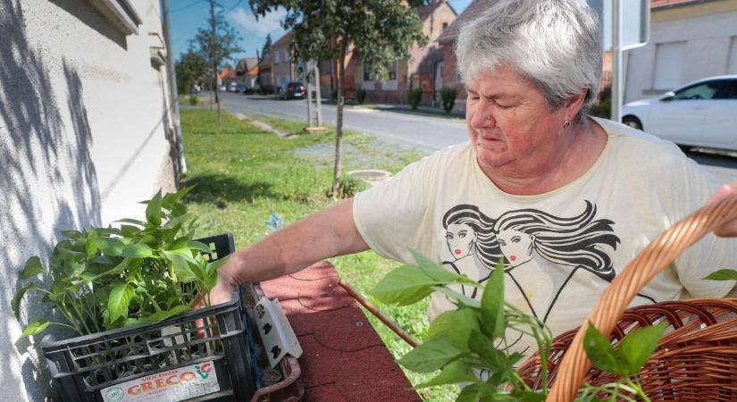 „Én a boltban még tojást nem vettem” – Becsületkassza-sorozatunk első arca Tengelicsné Erzsi Lukácsházáról