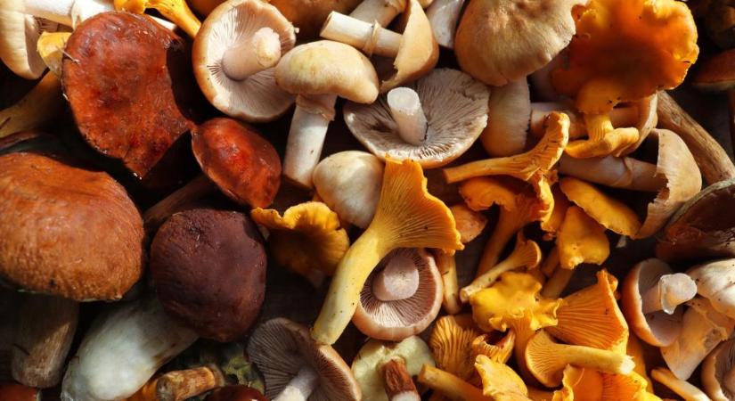Medárd után jön az igazi fordulat? Mutatjuk, mit találnak a gombászok a magyar erdőkben