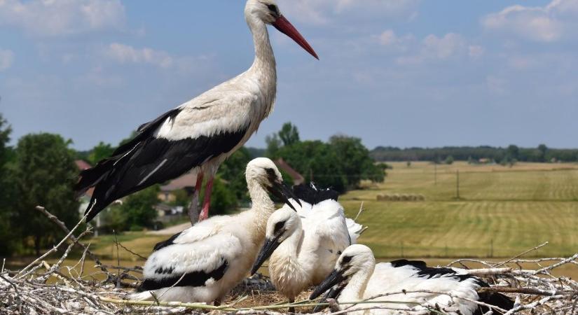 Lehozzák a gólyafiókákat a fészekből Bács-Kiskunban – mutatjuk, mikor és hol láthatja őket