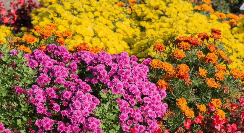 10 gyönyörű egynyári virág, ha gyorsan szeretnél színpompás kertet