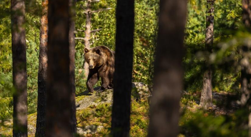 Tragédia történt Erdélyben – medvetámadás áldozata lett egy 34 éves férfi