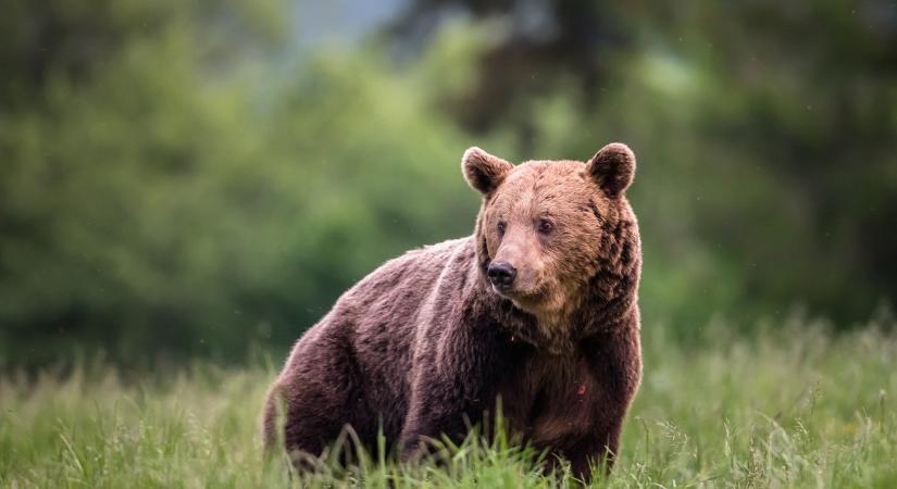 Felfoghatatlan tragédia: halálos medvetámadás rázta meg a lakosságot