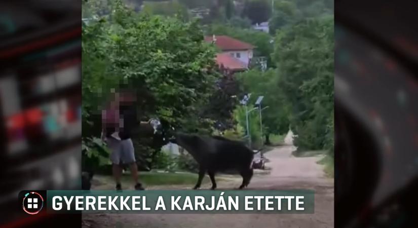 Videón a vérfagyasztó jelenet: kisgyerekkel a kezében etette a kifejlett vadkant