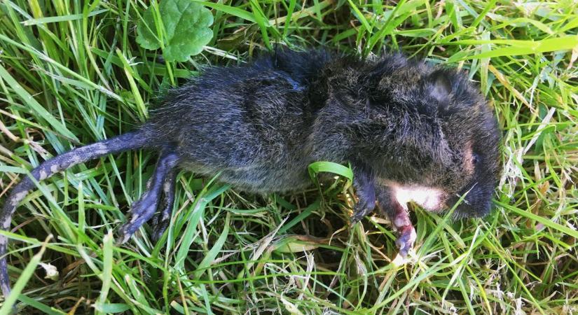 Pocokinvázió a zalai kertekben: brutális föld alatti pusztítást végeznek – itt a megoldás!