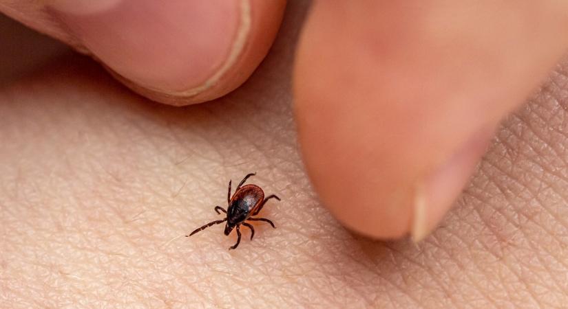 Az Ottawai Egyetem tudósai kiderítették: ez a szokatlan módszer 99%-os hatékonysággal működik a kullancsok ellen