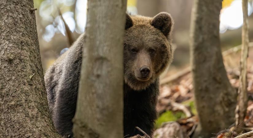 Emberre támadt egy medve a nemzeti parkban, figyelmeztetést adtak ki