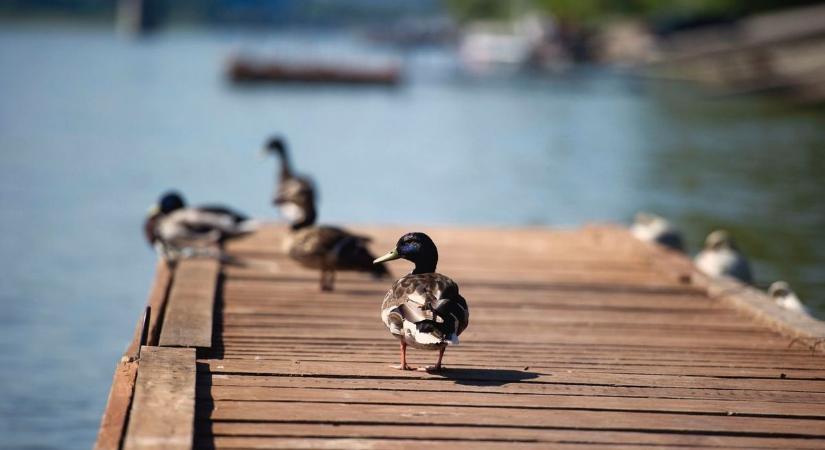 Napfényes, nyárias idővel zárulhat a hétvége – mutatjuk a részleteket