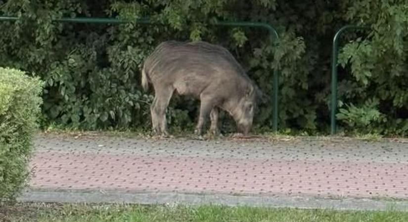 Tapírra hajazó vaddisznó jelent meg a Sárváron, a fürdő mellett - fotó, videó
