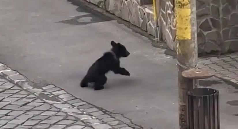 Medvebocs bukkant fel Székelyudvarhely központjában (VIDEÓ)