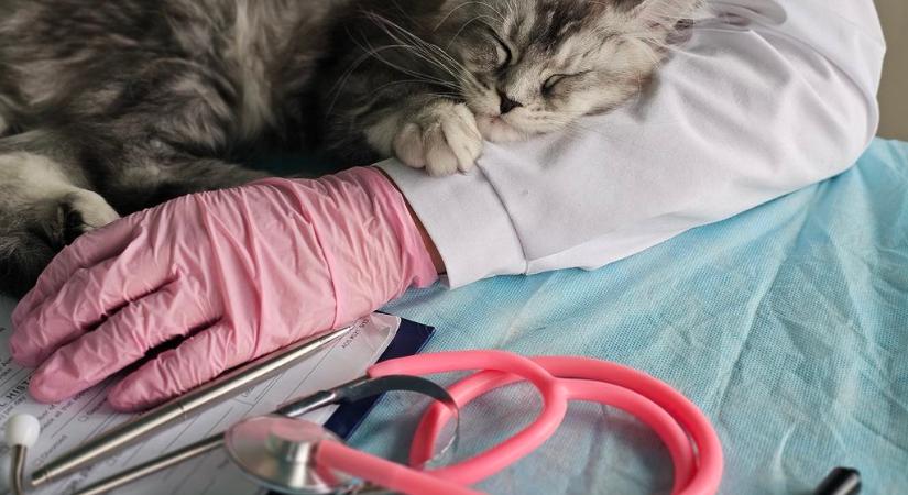Mit tegyél, ha a macskádat baleset érte és sürgősségi ellátásra van szüksége?