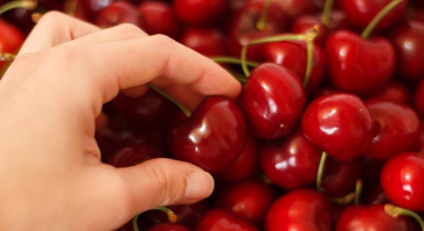 Az öregek tudták: kukacos a cseresznye, mi legyen vele?