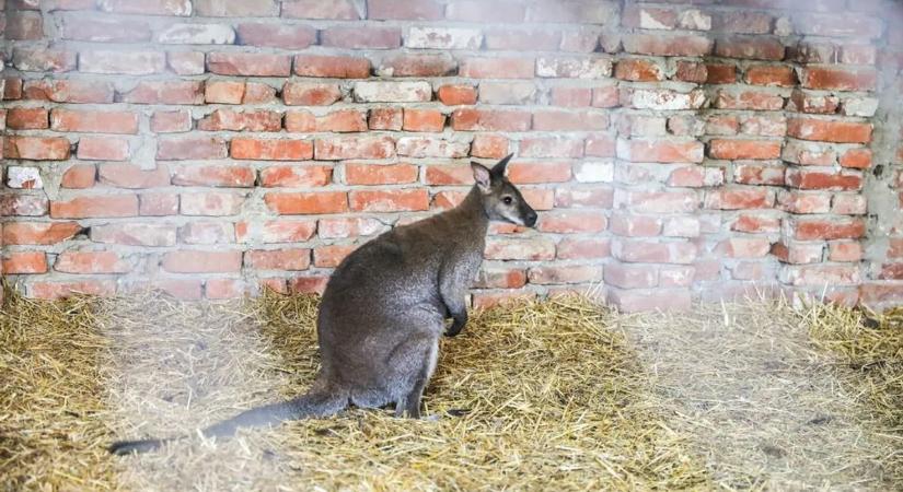 Akár otthon is tarthatunk kengurut – ezt biztosan nem tudta