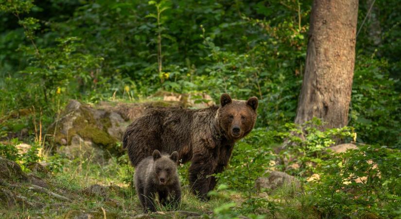 Medvetámadás áldozata lett egy erdélyi férfi