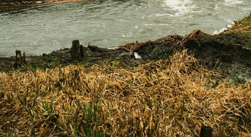 Mocsárrá zsugorodott a Tisza mellékfolyója, haldoklik a Zagyva a horgászok szerint