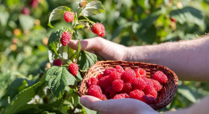 Hová lettél, magyar málna? Árak, lelőhelyek, termesztési gondok