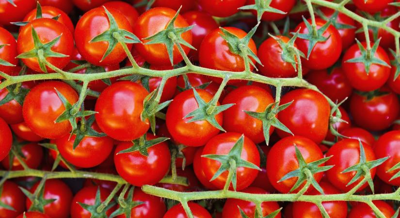 Gyorsabban nő és bővebb termést hoz a paradicsom ettől a filléres trükktől