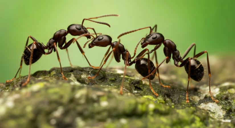 10 csepp az ajtóba, és nem lesz több hangya a lakásban