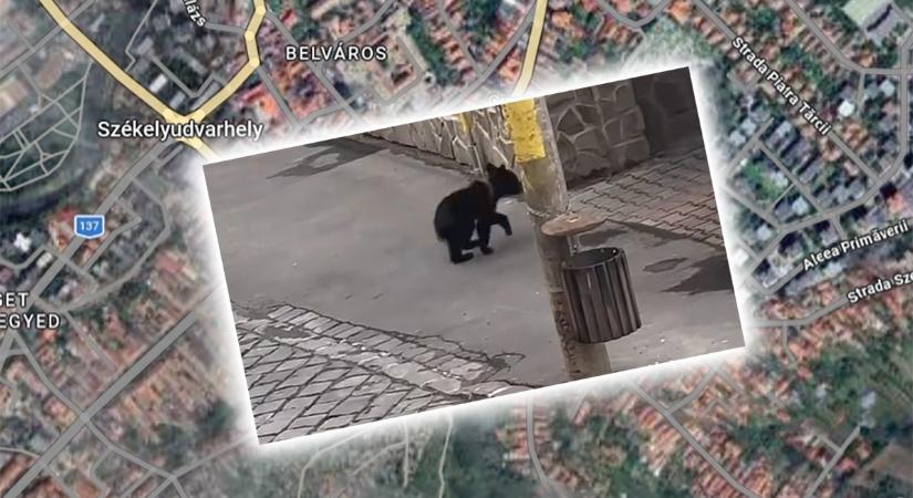 Székelyudvarhely belvárosában bóklászott fényes nappal egy medvebocs – hírek vasárnap