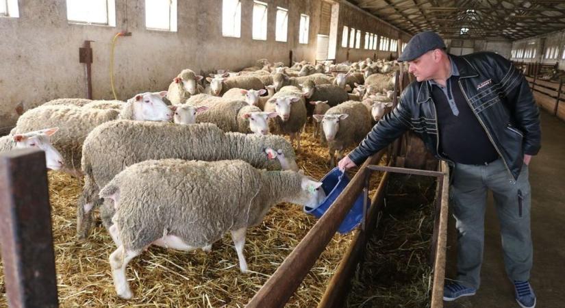 Drámai a helyzet Bács-Kiskunban: már a takarmány is elfogyhat, összefogást kérnek a gazdáktól