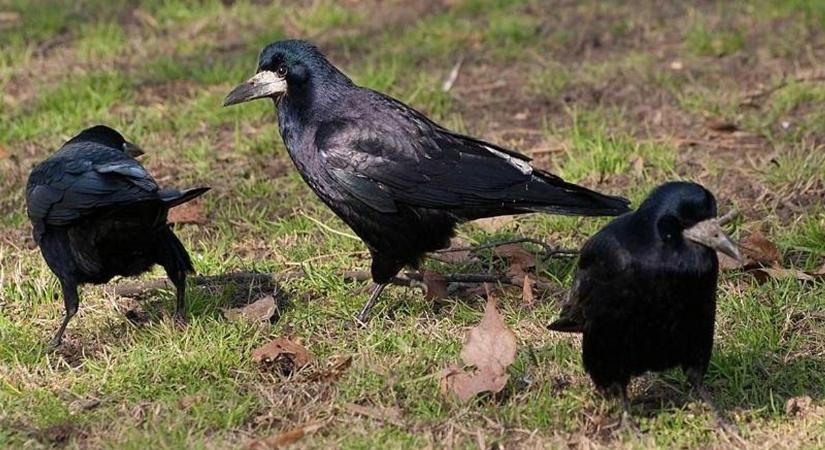 Megszállták a varjak a kis falut, egyik napról a másikra pokollá vált a helyiek élete