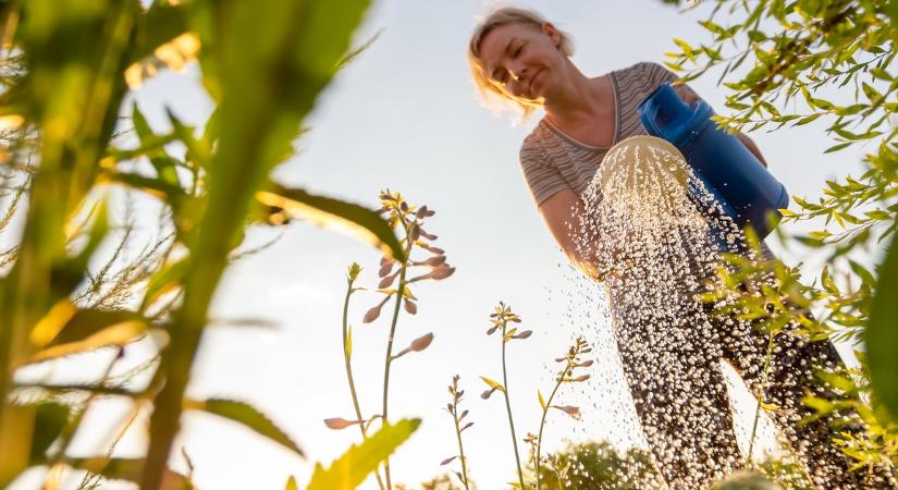 Sokan nem tudnak róla, pedig jelentősen csökkentheti a vízszámlát: így működik a locsolási kedvezmény