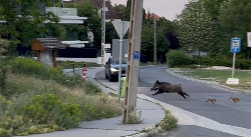 Videón, ahogy fényes nappal vaddisznók vágtatnak át az úton a XII. kerületben