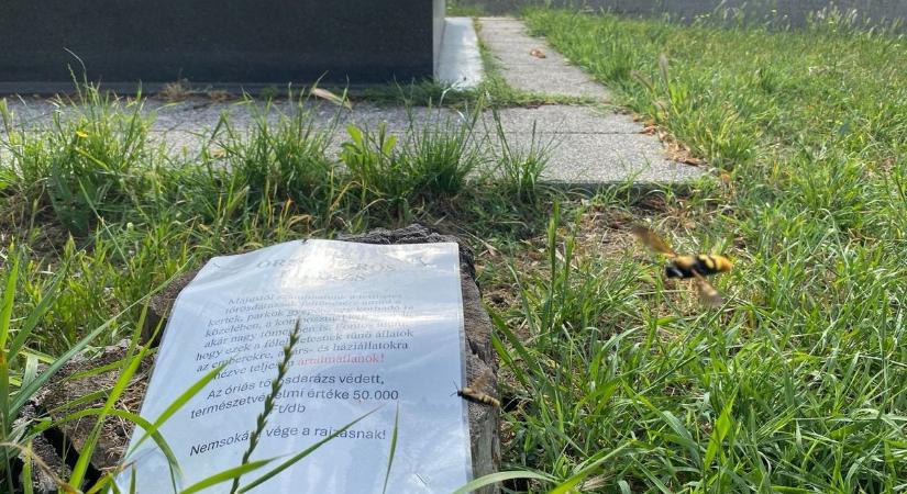 Ijesztő állatok lepték el a szolnoki temetőt, táblákkal figyelmeztetik a látogatókat – videóval