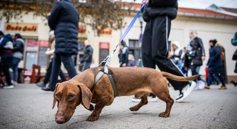 Mi történik Szombathelyen? Újabb kutyatámadásról kaptunk hírt