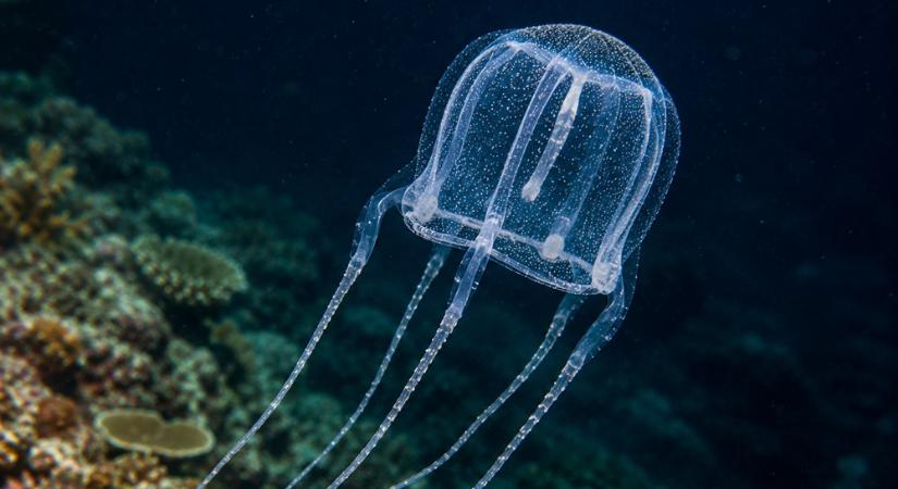 Átlátszó, szinte láthatatlan — és most derült ki róla, hogy új faj