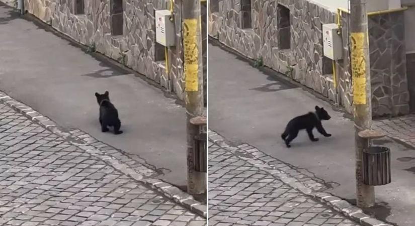 Cukiságbomba robbant Erdélyben: medvebocs látogatta meg Székelyudvarhely központját (VIDEÓ)