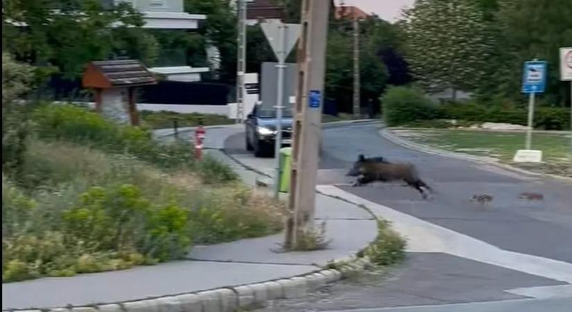 Nem mindennapi látvány: vadállatok lepték el a XII. kerületet – videó