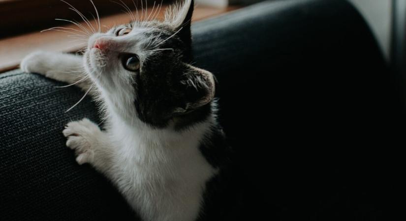 Csináld ezt, és a macska többé nem kapja szét a bútort