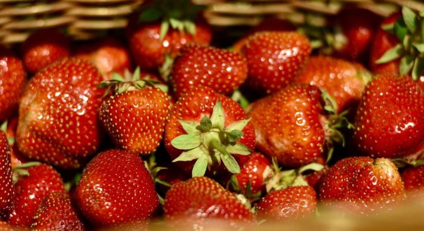 A Vasboldogasszonyi Epreskertben jártunk: tömegek rohamozták meg a mézédes gyümölcsöt (galéria)