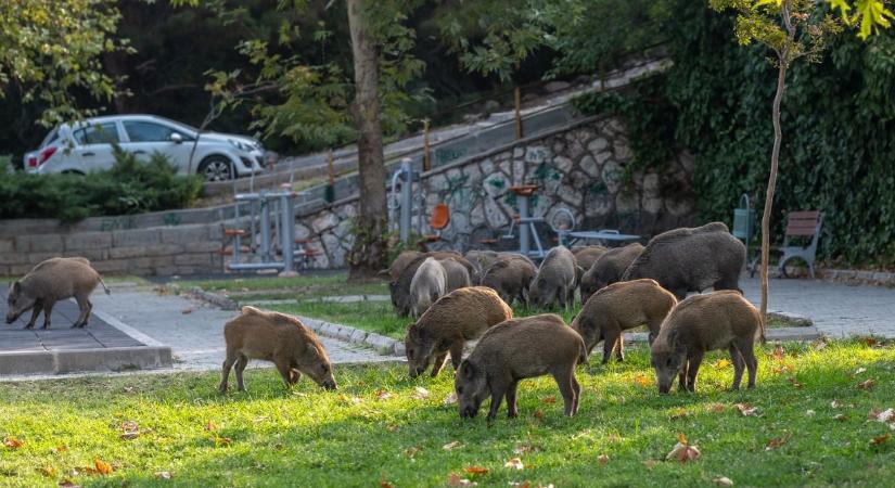 Videó: ismét vaddisznók bukkantak fel Budapesten, ebben a kerületben látták őket