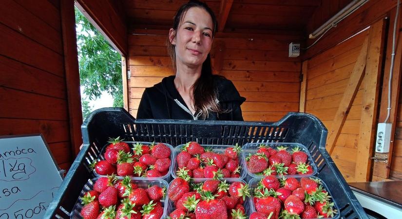 A fagy után az import vitte be a kegyelemdöfést a magyar szamócatermesztőknek