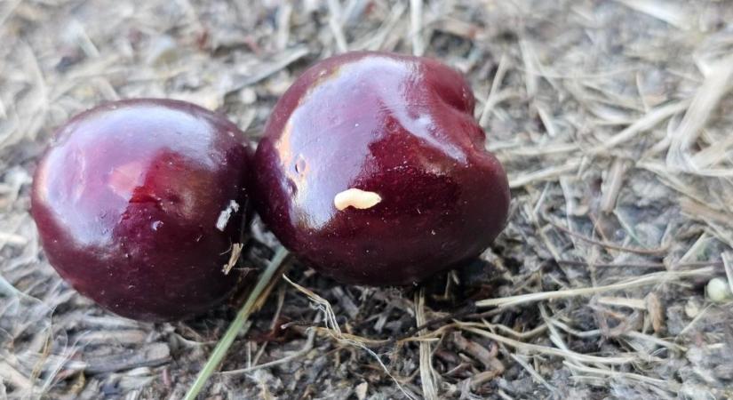 Ha fent hagyod a fán a férges gyümölcsöt, saját magadnak neveled ki a jövő évi kártevőinváziót