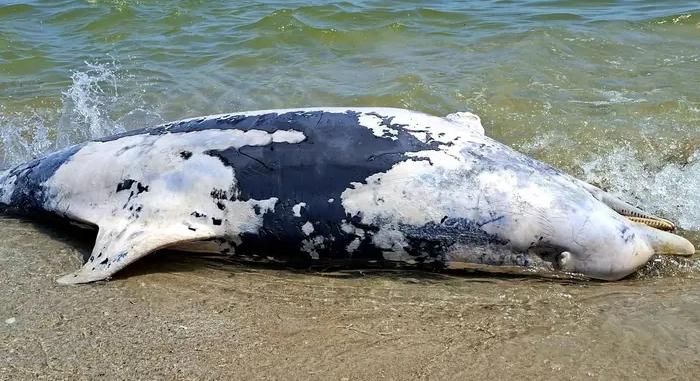 Tömeges delfinpusztulást jelentettek Odessza megyében