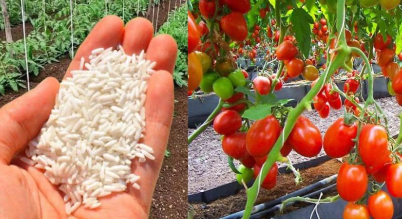 7 kulcsfontosságú tápanyag a bőséges paradicsomtermésért, amitől roskadozni fognak a bokrok a nyáron