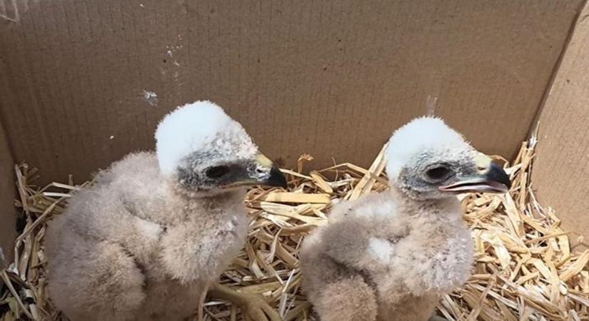 Rejtélyes körülmények között találták meg a két fiókát