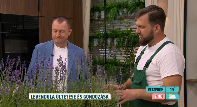 Levendula-kisokos: kevés kártevője van, mégis könnyen kipusztulhat