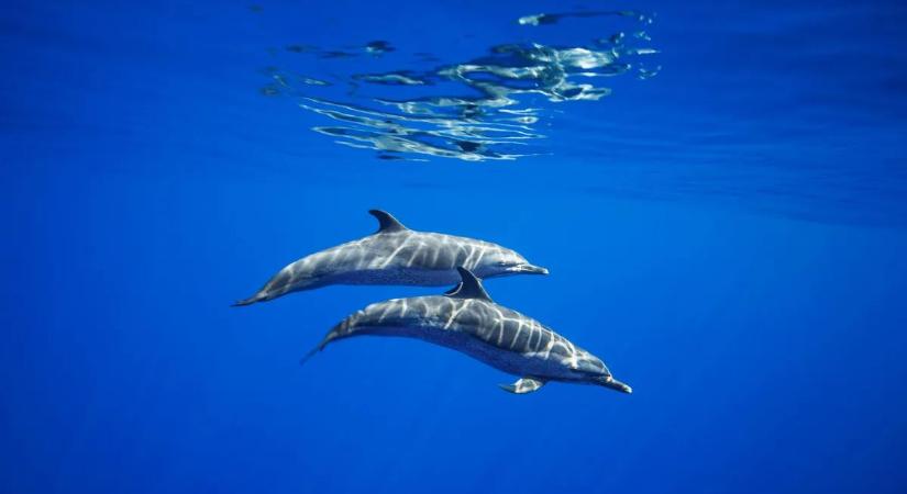 Nem fogja elhinni, hogy mit találtak az idős delfinek vérében
