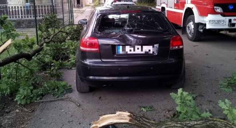 Izzó fa, lángoló bozót és leszakadó ágak – mozgalmas hétvégéjük volt a tűzoltóknak