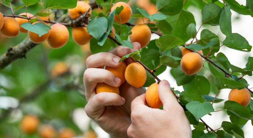 Már 600-ért kínálják: pulton a korai sárgabarack