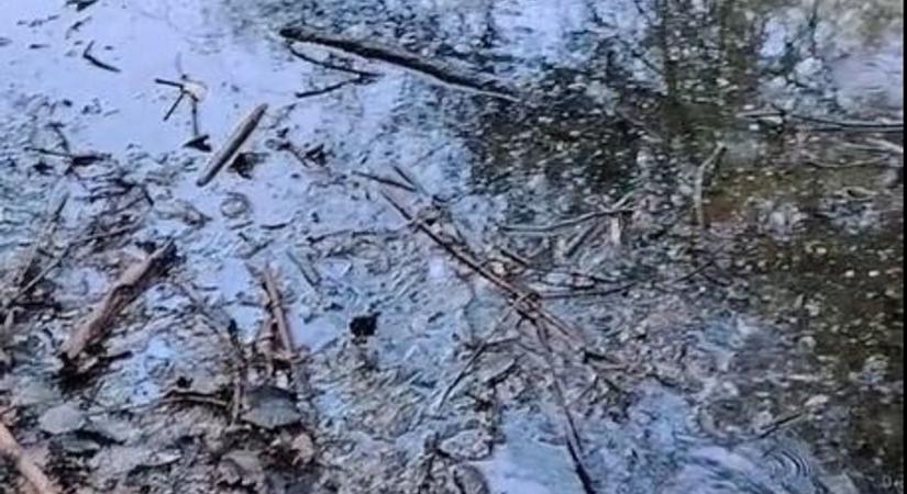Pincesori vándor: megyaszón találtak rá a végletekig kimerült állatra