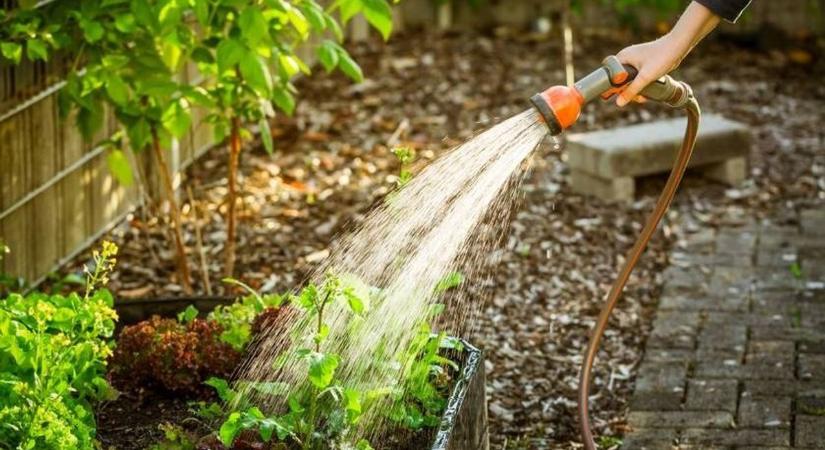 Súlyos kerti hiba, mégis rengetegen csinálják: ha így locsolsz, a halálba küldheted a növényeidet