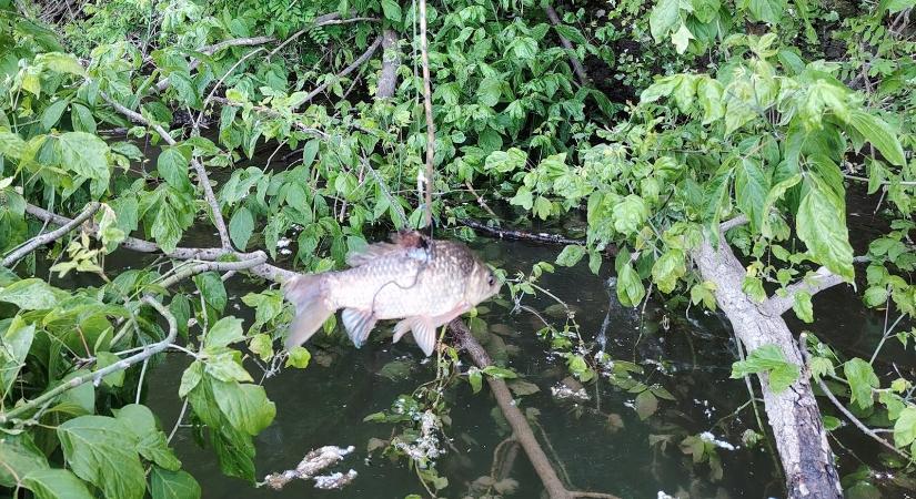 Orvhorgászt értek tetten a Tisza szegvári szakaszán