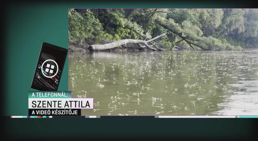 Százezrével lepték el a Tiszát a kérészek, videón a különleges rajzás