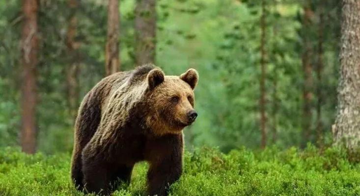 Georgia mintegy 130 ezer eurót költ a medvepopuláció számlálására