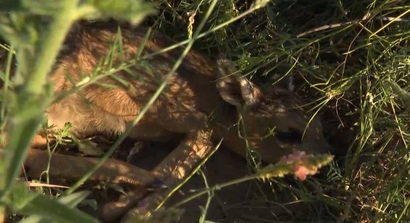 Szívszorító: a gazban lapulnak, a kaszák elől menekítik az őzgidákat